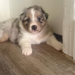 Spark and Coco - Blue merle male Australian Shepherd puppy in San Tan Valley, Arizona from FaithsAussies