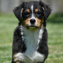 Tripp - Black tri-color male Australian Shepherd puppy in Prineville, Oregon from KC’s Aussies