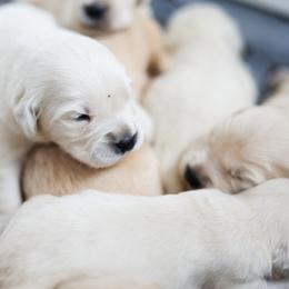 Hunter - 6th Pick Male - Golden male Golden Retriever puppy in Paoli, Indiana from Rose n’ Thistle Farm