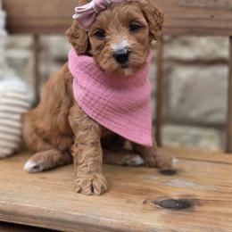 Ruby - Red  female Goldendoodle puppy in Leander, Texas from Doodle Doula