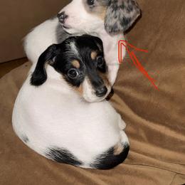 Boy 3 - Piebald male Dachshund puppy in Gastonia, North Carolina from Lanier’s Little Weenies