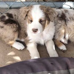 Miniature Australian Shepherds from Norita Sorenson's Mini Aussies