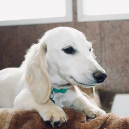Edward - Dachshund