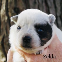 Zelda - Blue mottled female Australian Cattle Dog puppy in Redding, California from Lone Pine Kennel