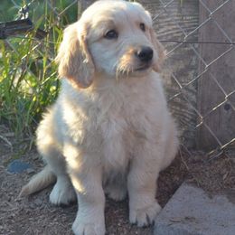 Golden Retrievers from Passport Golden Retrievers