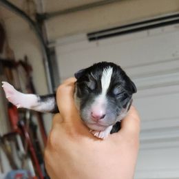 Siberian Husky Puppies from Spirit of the Moon Siberians