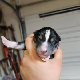 Siberian Husky Puppies from Spirit of the Moon Siberians
