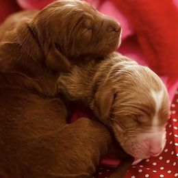 Australian Labradoodles from Glencoe Australian Labradoodles