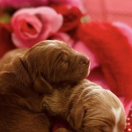 Australian Labradoodles from Glencoe Australian Labradoodles