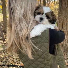 Shih Tzu Puppies from Delight Shihtzu
