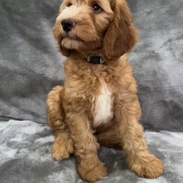 Goldendoodle Puppies from Doodles of the Brazos
