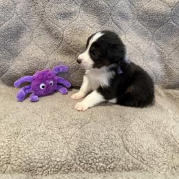 Australian Shepherd Puppies from Westwood Australian Shepherds