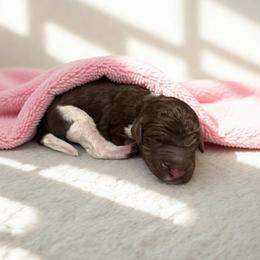 Marble - Parti female Goldendoodle puppy in Ellenburg Center, New York from Kristin's Puppies