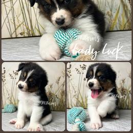 4 Lady Luck, BTF - Black tri-color female Australian Shepherd puppy in Huntington, Texas from JKKJ Farms, LLC