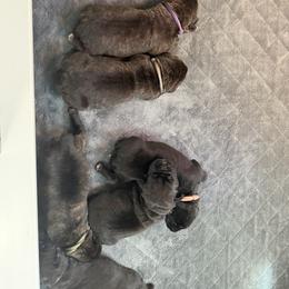 Cane Corso Puppies from CANE CORSO DI DROGHEDA