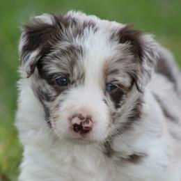 Bailey - Red merle male Border Collie puppy in Tylertown, Mississippi from Cool Meadow Farms