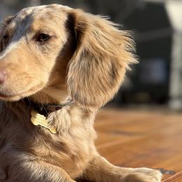 Dachshunds and Miniature Australian Shepherds from Ironwood Doxies & Aussies