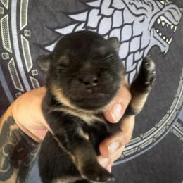 Myla - Black and tan female Pomeranian puppy in Las Vegas, Nevada from SuperNova  & Mystic Magic Pomeranians