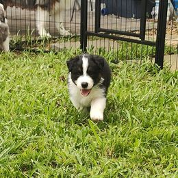 Australian Shepherd Puppies from Burning Heart Aussies