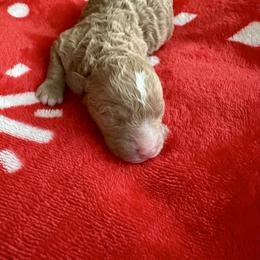 Rose - Apricot female Goldendoodle puppy in New Britain, Connecticut from Goldendoodles Yorkiepoo Stars CT