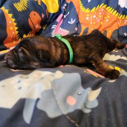 Bigweld - Sable male German Shepherd puppy in Los Lunas, New Mexico from Mali's German Shepherds LLC