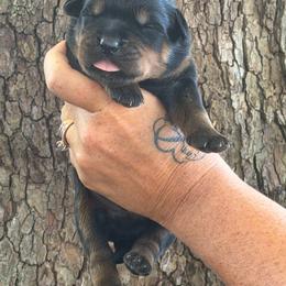 Yellow collar - Black and mahogany male Rottweiler puppy in Industry, Illinois from KDKs Kennels
