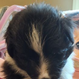 Shetland Sheepdog Puppies from Country Acres Shetland Sheepdogs