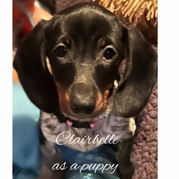 Dachshund Puppies from Stachia’s C4 Dachshunds