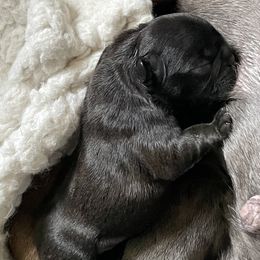 Girl 1 - Brindle female French Bulldog puppy in Shelbyville, Kentucky from Hidden Hickories Farm