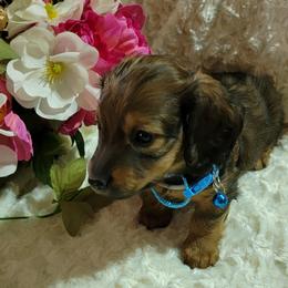 Dachshund Puppies from CLARK'S BREEDING PROGRAM