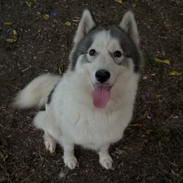 Maze - Siberian Husky