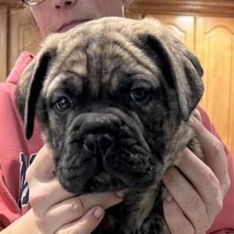 Orange collar - Red fawn brindle male Bullmastiff puppy in Otisfield, Maine from Boulder Ridge Kennels