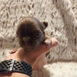 Chocolate, tan, white 2 - Chocolate male Chihuahua puppy in Richmond, Virginia from Breens