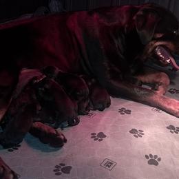 Boy 6 - Black and mahogany male Rottweiler puppy in De Witt, Iowa from Irish Eyes Kennels