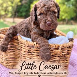 Little Caesar Chocolate English - Chocolate male Goldendoodle puppy in Grove, Oklahoma from Guinn Family Farms