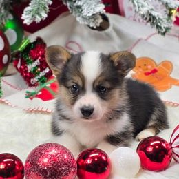 Max - Black and tan male Pembroke Welsh Corgi puppy in Charleston, Arkansas from Hilltop Corgis