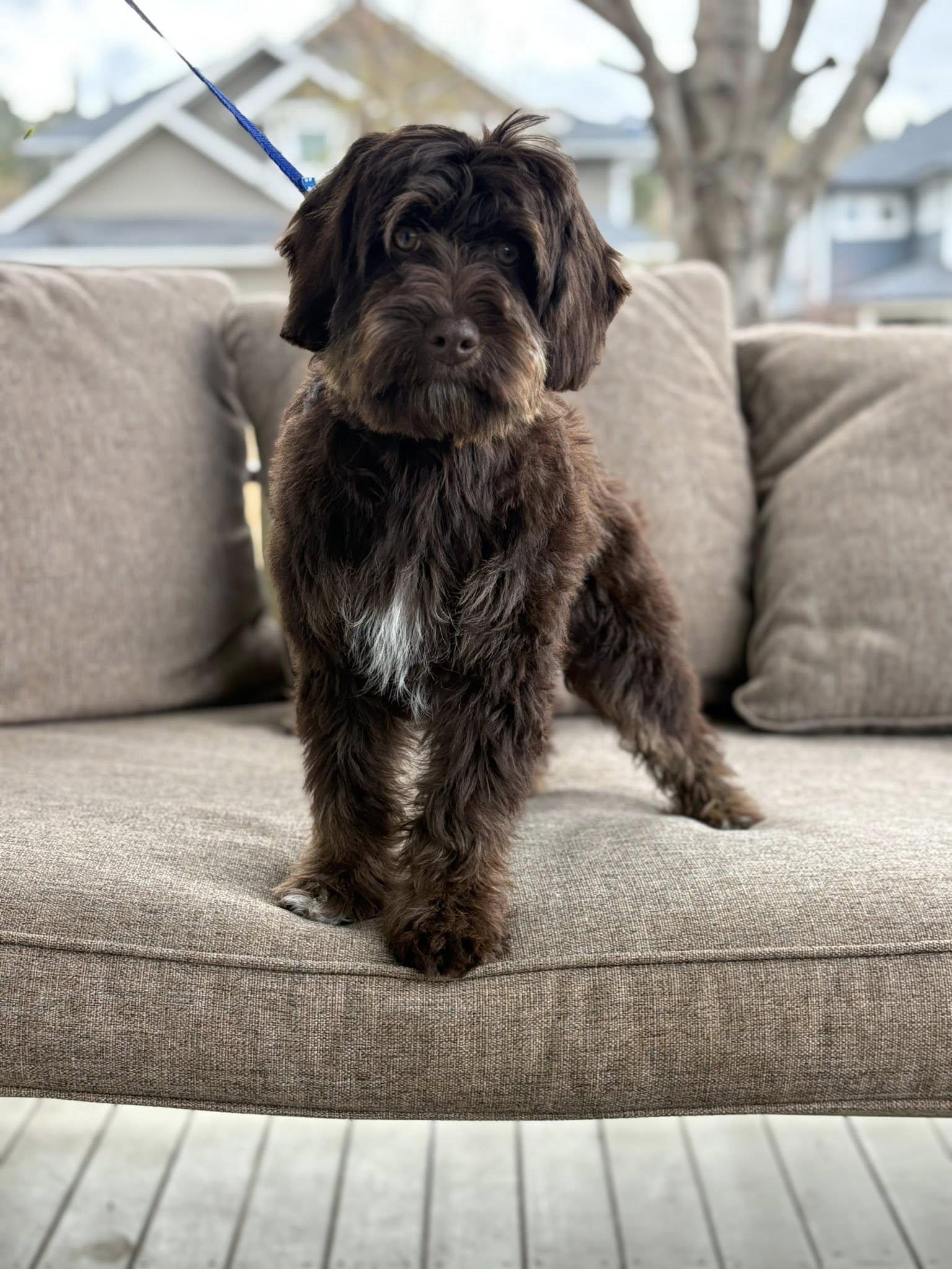 Koa