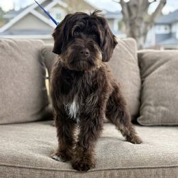 Koa - Australian Labradoodle