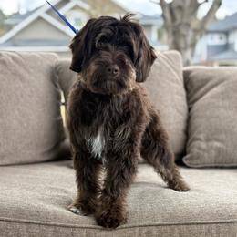 Koa - Australian Labradoodle