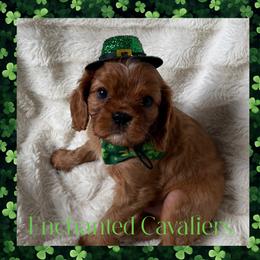 Garnet (Yellow) - Ruby male Cavalier King Charles Spaniel puppy in Auburn, Washington from Enchanted Cavaliers