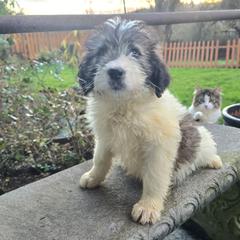 Bailey - Brown and white female Saint Berdoodle puppy in Castle Rock, Washington from PNW Saint Berdoodles