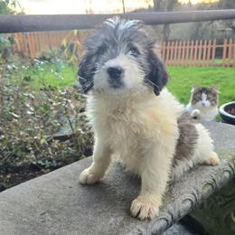Bailey - Brown and white female Saint Berdoodle puppy in Castle Rock, Washington from PNW Saint Berdoodles