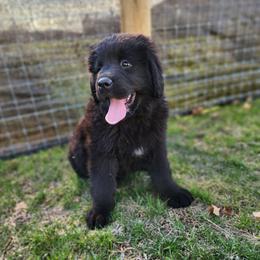 Diana (white) - Black female Newfoundland puppy in Newmanstown, Pennsylvania from Mufasa's Pride (Newfoundland breeder)