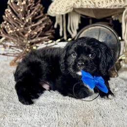 Blue boy - Black and white male Cavalier King Charles Spaniel puppy in Waukesha, Wisconsin from Midwest Cavapoos