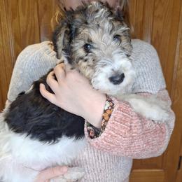 Sir Gawain - White black and tan male Wire Fox Terrier puppy in Lancaster, Missouri from Missouri Meadows Farm