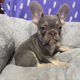 Roxy - Tricolors female French Bulldog puppy in Fulton, Missouri from FamLee Frenchies