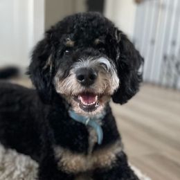 Maizee - Bernedoodle