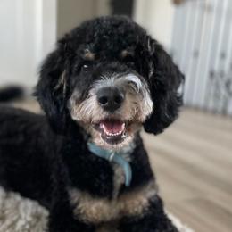 Maizee - Bernedoodle