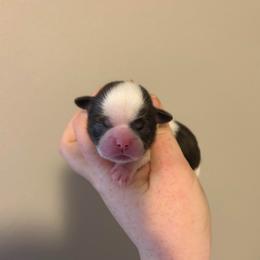 Boy 3 - Liver and white male Shih Tzu puppy in Springfield, Missouri from Lopez Family Tails