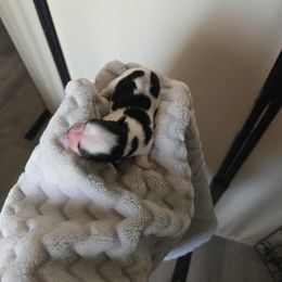 Maybe (Girl 1) - Black tan and white female Biewer Terrier puppy in El Paso, Texas from De La Rosa Biewers